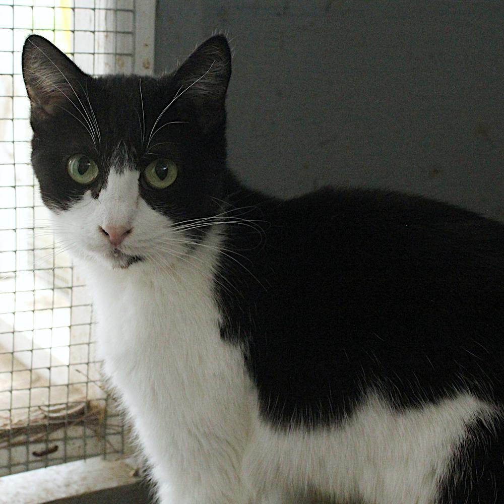 Enlarge Mackenzie, a Adoptable Domestic Short Hair in Redlands, CA image 3/3