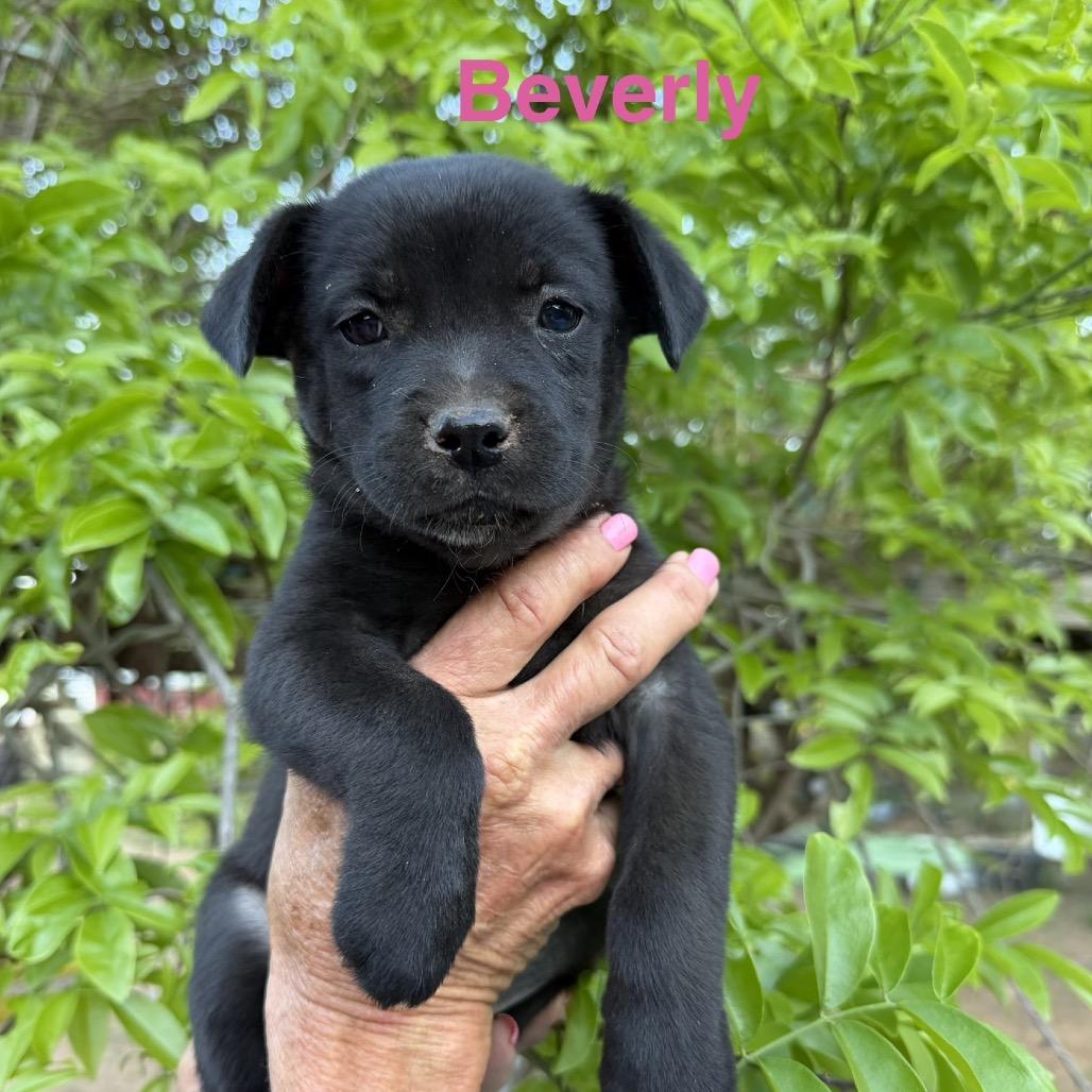 Beverly, Adoptable, Puppy Female Chihuahua & Mixed Breed.