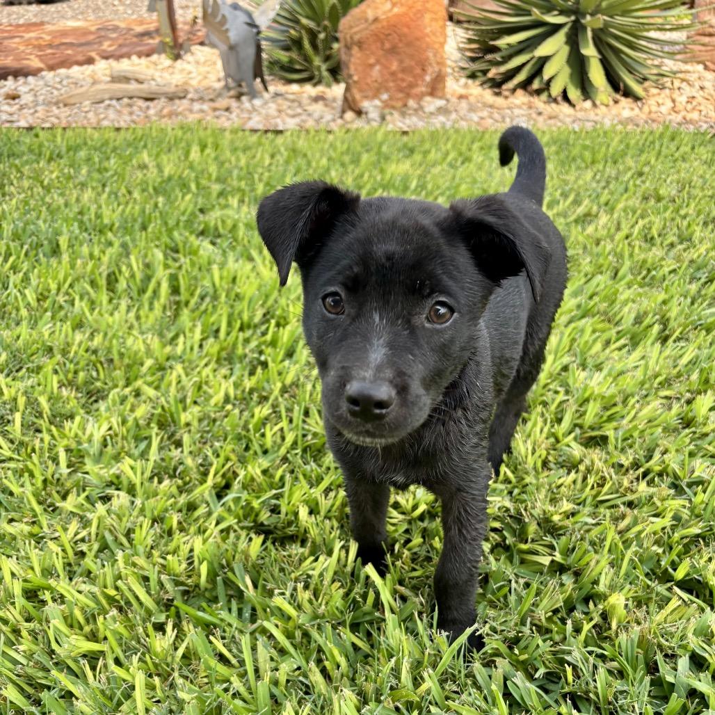 Enlarge Beverly, a Adoptable mixed breed in Wadena, MN image 2/2