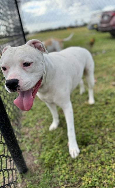 Lily, Adoptable, Adult Female American Bulldog & Boxer.