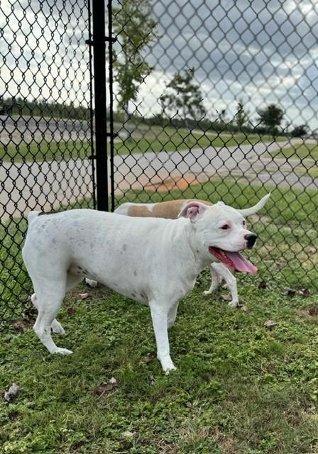 Enlarge Lily, a Adoptable mixed breed in Lynn Haven, FL image 2/3