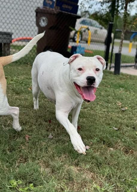 Enlarge Lily, a Adoptable mixed breed in Lynn Haven, FL image 3/3