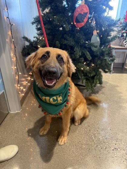 Enlarge Big Red, a Adoptable mixed breed in Lafayette, IN image 1/2