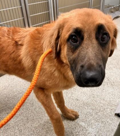 Enlarge Big Red, a Adoptable mixed breed in Lafayette, IN image 2/2