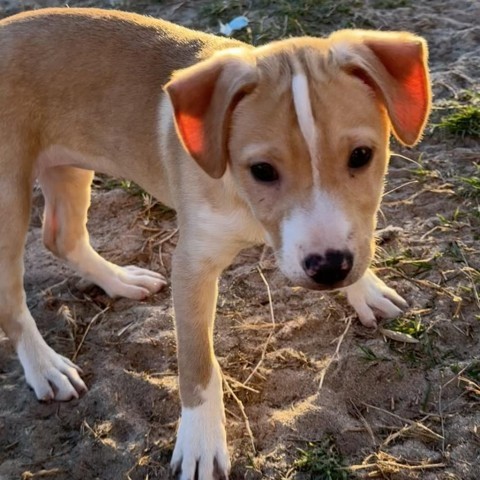 Tootsie, a Adopted mixed breed in Burnsville , MN image 1/5