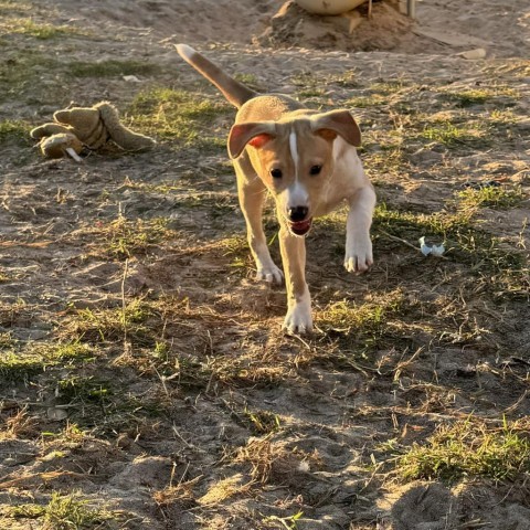 Tootsie, a Adopted mixed breed in Burnsville , MN image 2/5