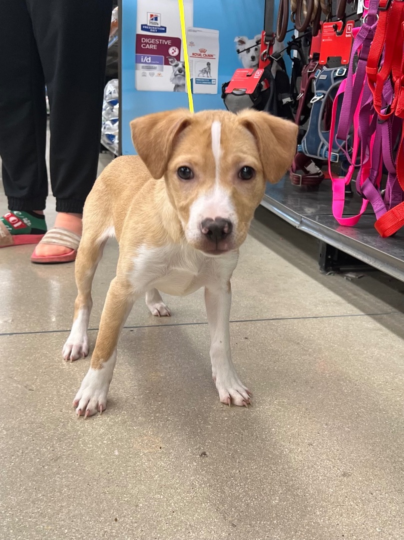 Tootsie, a Adopted mixed breed in Burnsville , MN image 3/5