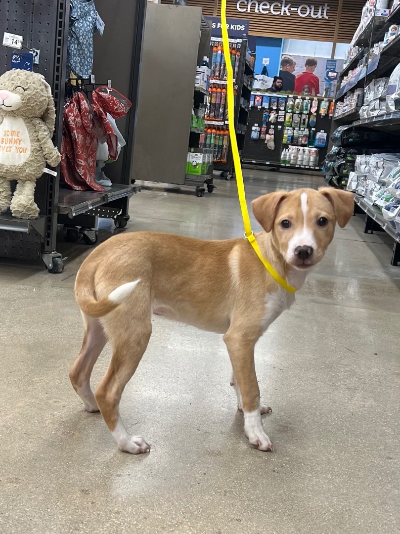 Tootsie, a Adopted mixed breed in Burnsville , MN image 4/5