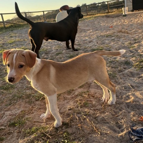 Tootsie, a Adopted mixed breed in Burnsville , MN image 5/5