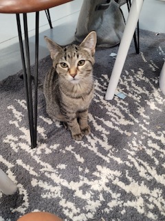 Enlarge Jackie, a Adoptable Domestic Short Hair in West Bloomfield, MI image 1/1