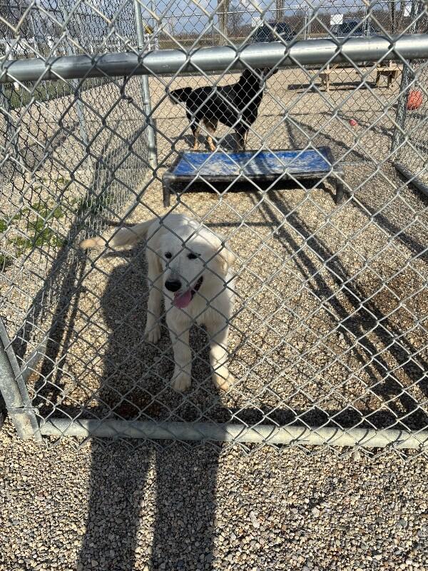 Nixie, Adoptable, Puppy Female Great Pyrenees & Labrador Retriever.