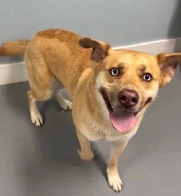 Enlarge Pointe, a ADOPTABLE mixed breed in Hawk Point, MO image 1/4