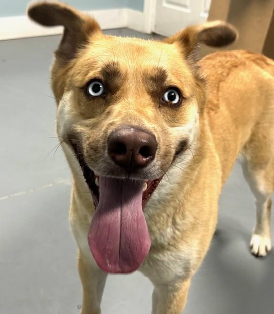 Enlarge Pointe, a ADOPTABLE mixed breed in Hawk Point, MO image 2/4