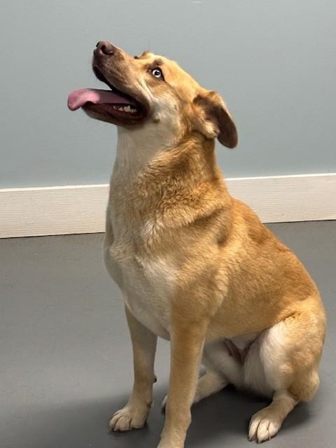 Enlarge Pointe, a ADOPTABLE mixed breed in Hawk Point, MO image 3/4