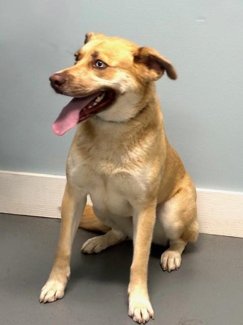 Enlarge Pointe, a ADOPTABLE mixed breed in Hawk Point, MO image 4/4