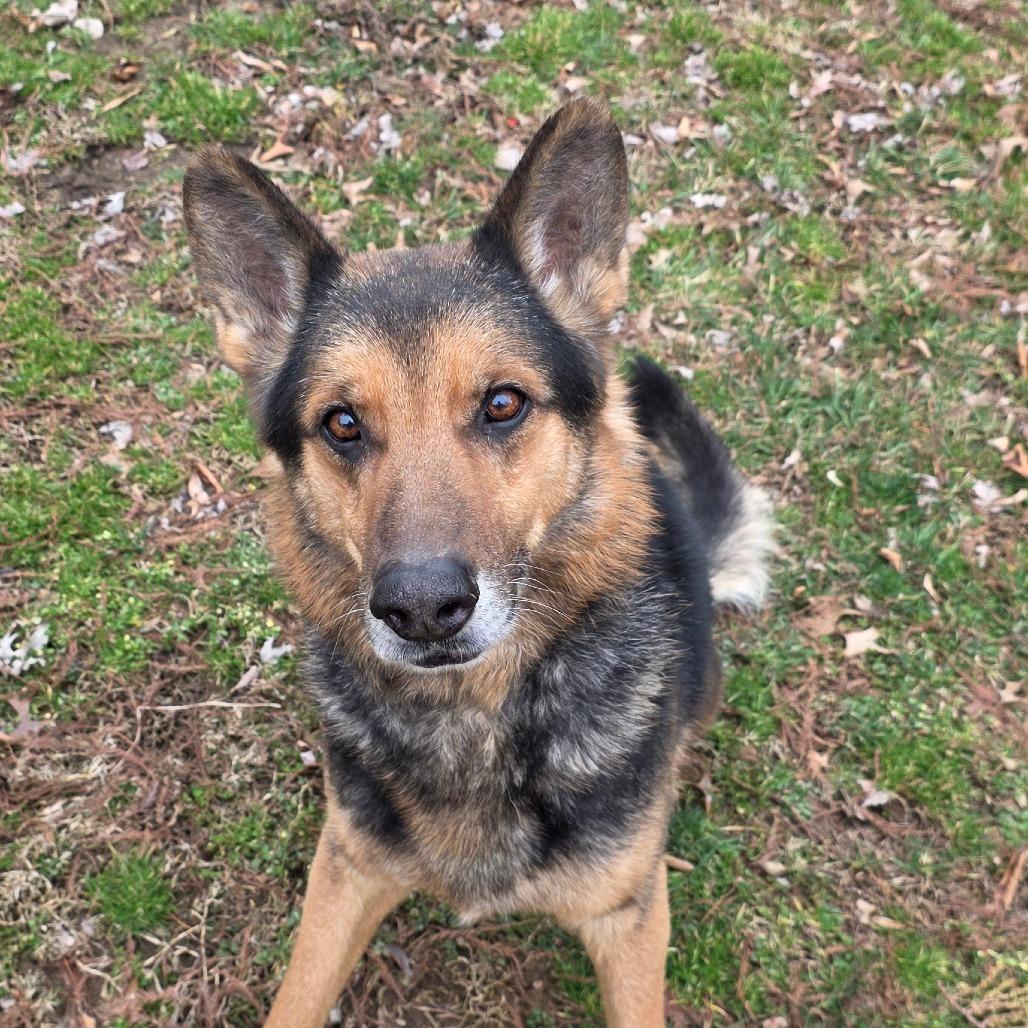 Loki, Adoptable, Senior Male German Shepherd Dog.