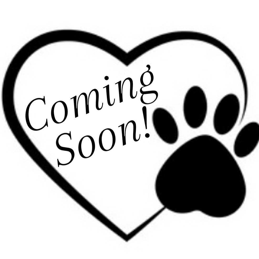 Enlarge Loki, a Adoptable German Shepherd Dog in Jasper, IN image 2/2