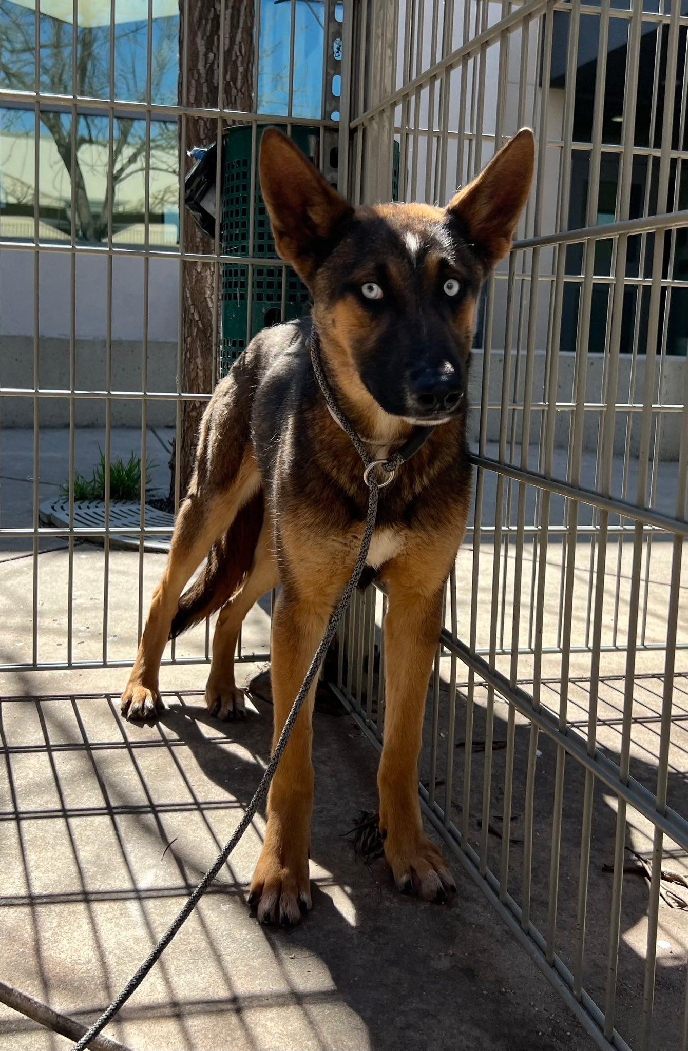 Enlarge Moana, a ADOPTABLE mixed breed in Petaluma, CA image 3/5