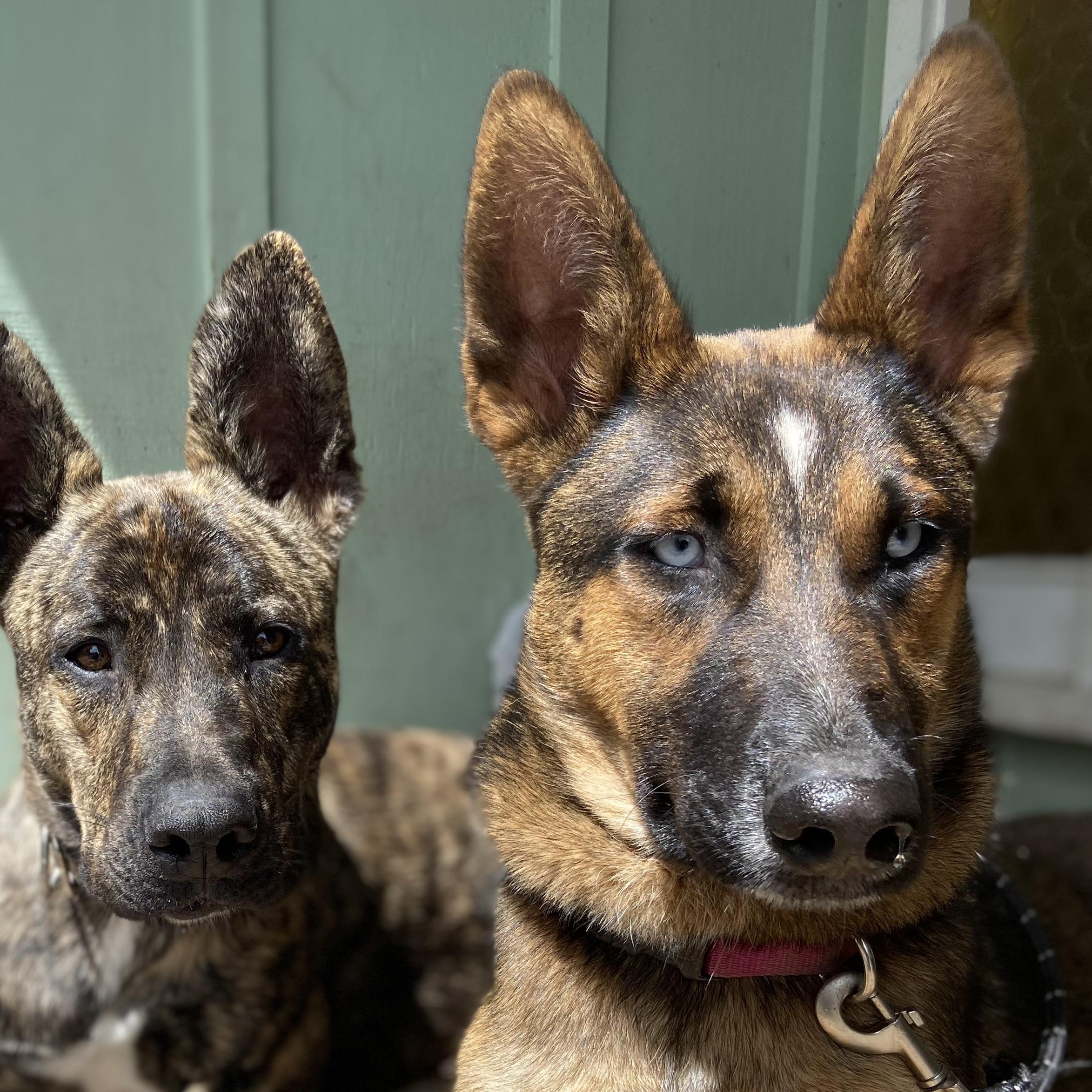 Moana, ADOPTABLE, Young Female German Shepherd Dog & Husky.