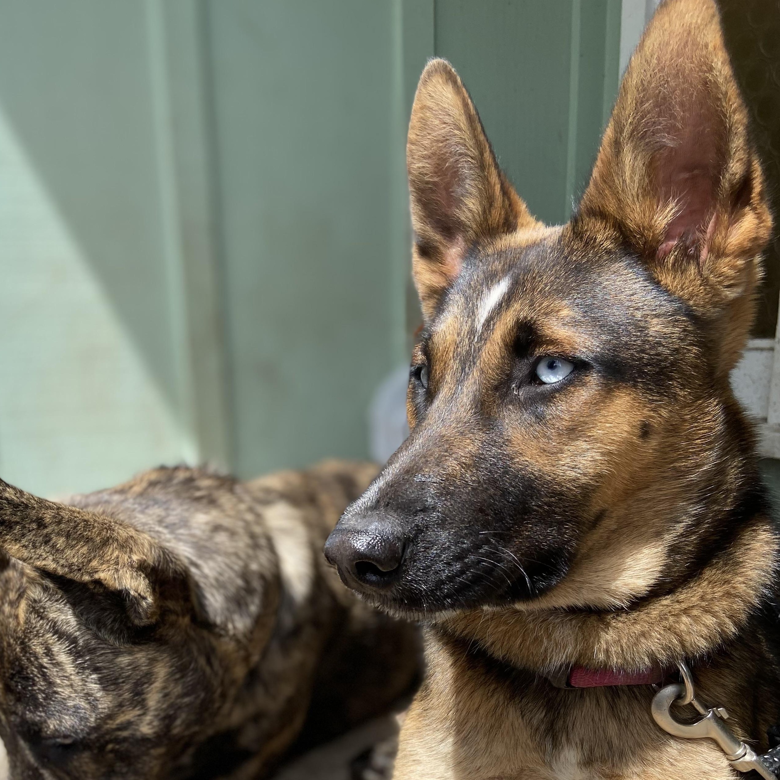 Moana, a ADOPTABLE mixed breed in Petaluma, CA image 1/5