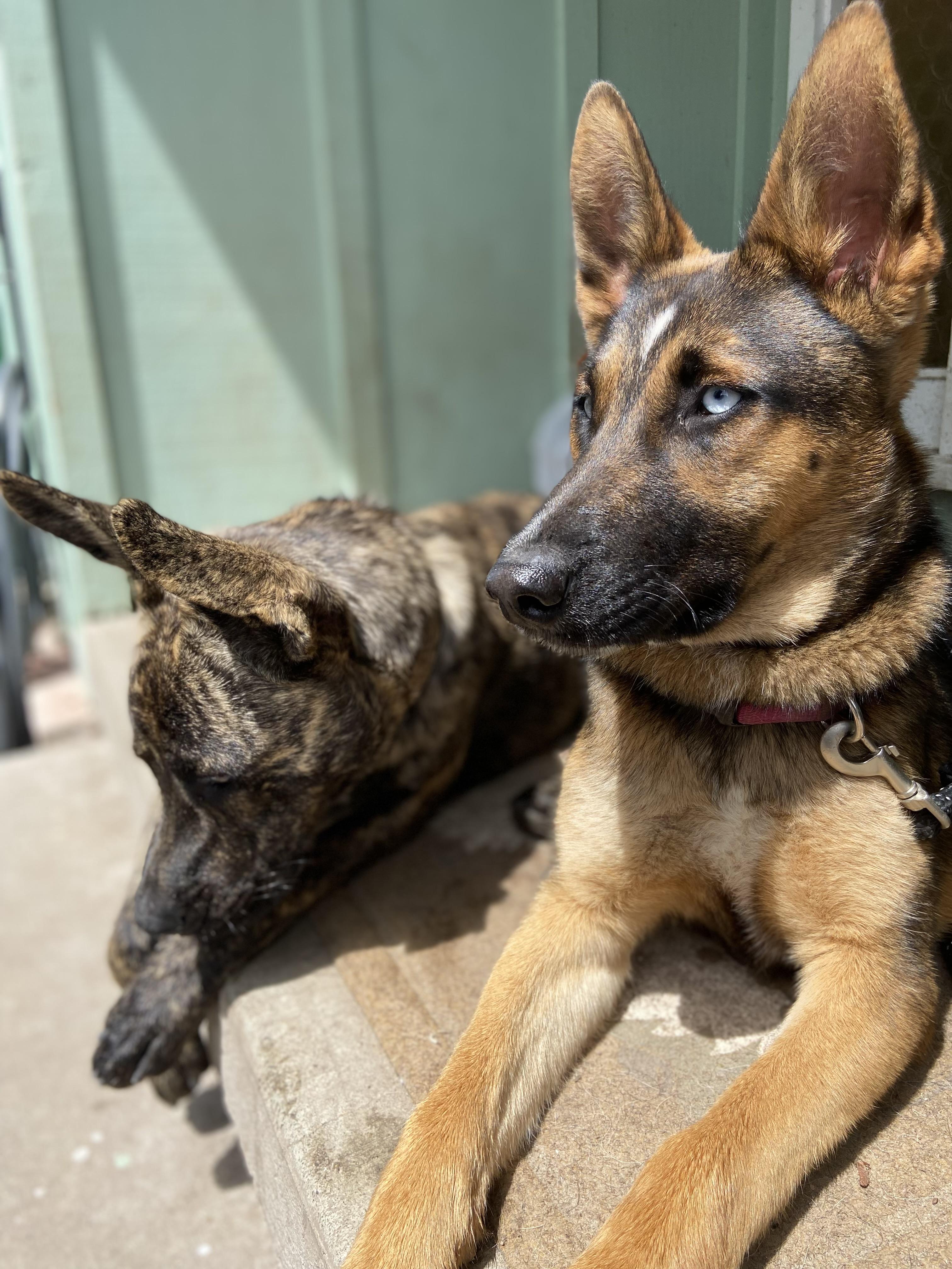 Enlarge Moana, a ADOPTABLE mixed breed in Petaluma, CA image 4/5