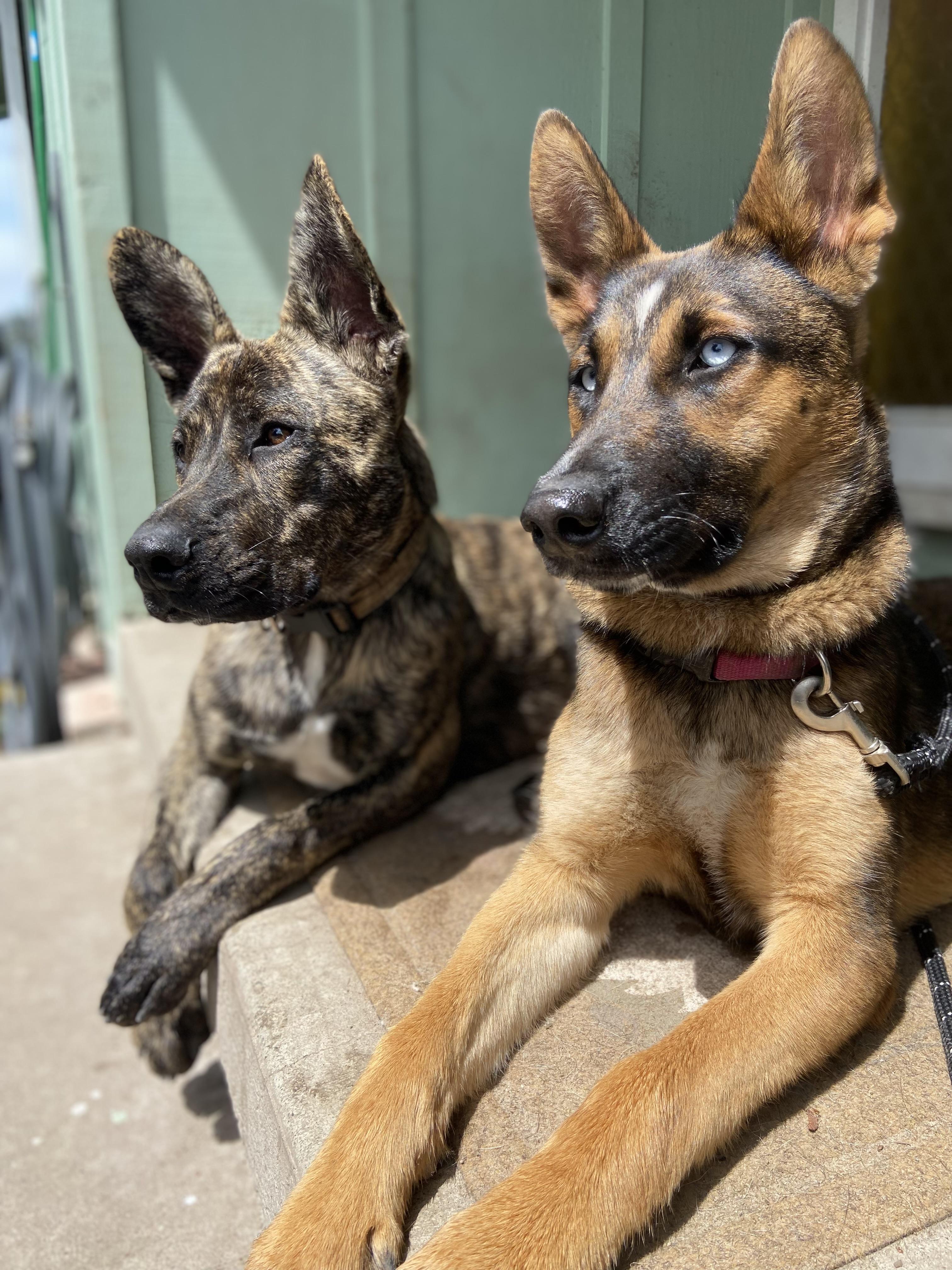 Enlarge Moana, a ADOPTABLE mixed breed in Petaluma, CA image 5/5