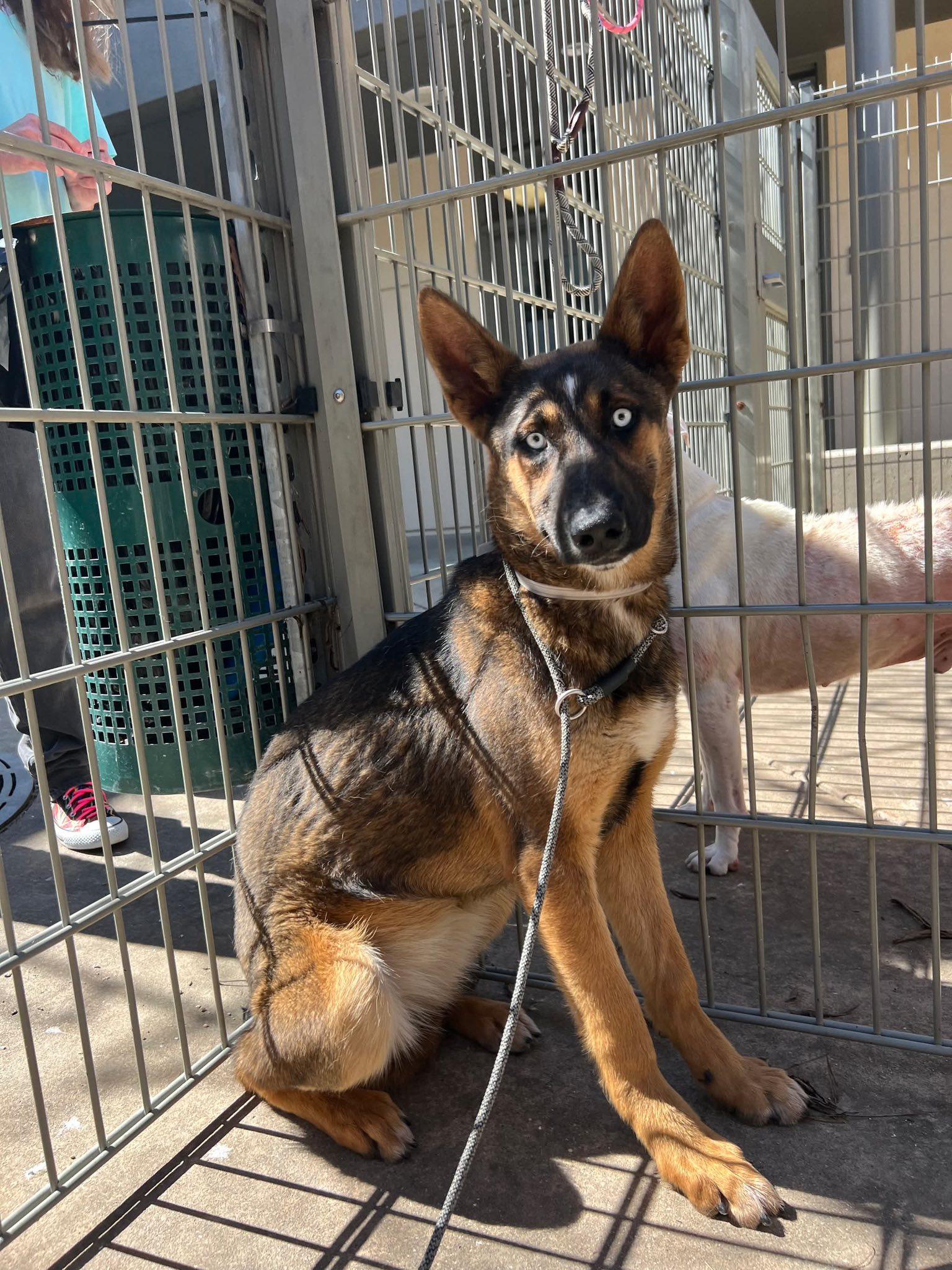 Enlarge Moana, a ADOPTABLE mixed breed in Petaluma, CA image 2/5