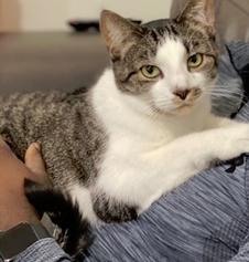 Enlarge Leo, a Adoptable Tabby in Gaithersburg, MD image 1/5