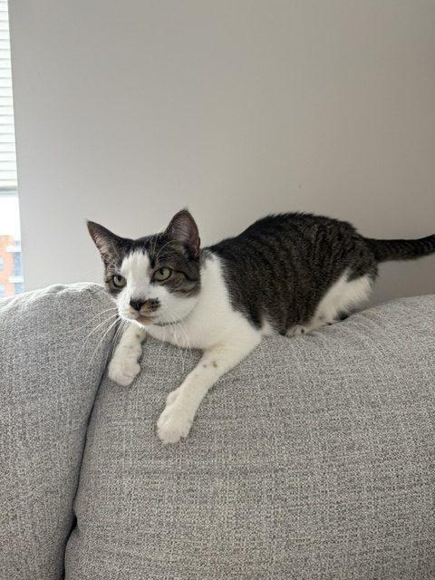 Enlarge Leo, a Adoptable Tabby in Gaithersburg, MD image 2/5