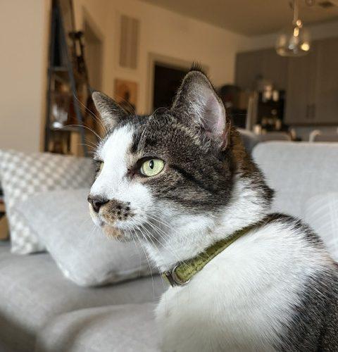 Enlarge Leo, a Adoptable Tabby in Gaithersburg, MD image 3/5