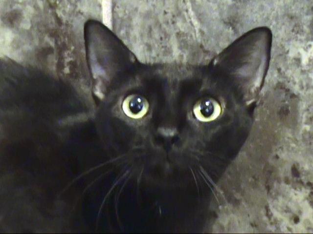 Heather - Barn Cat photo 1