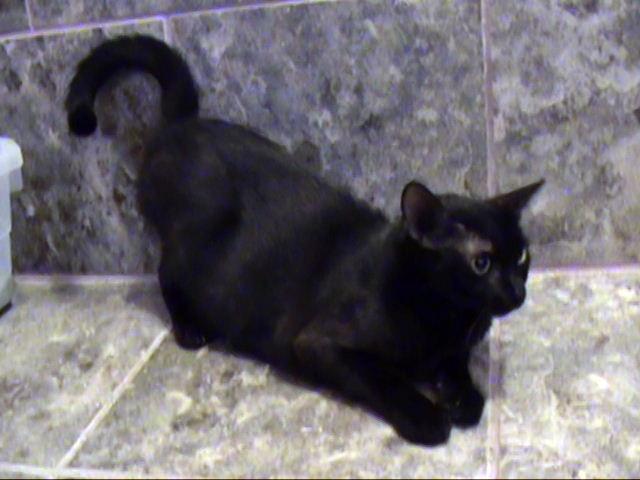Heather - Barn Cat photo 2