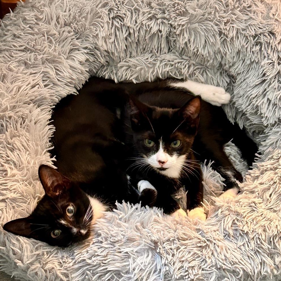 Cat for adoption Zebra, a Domestic Short Hair in Sewell, NJ Petfinder