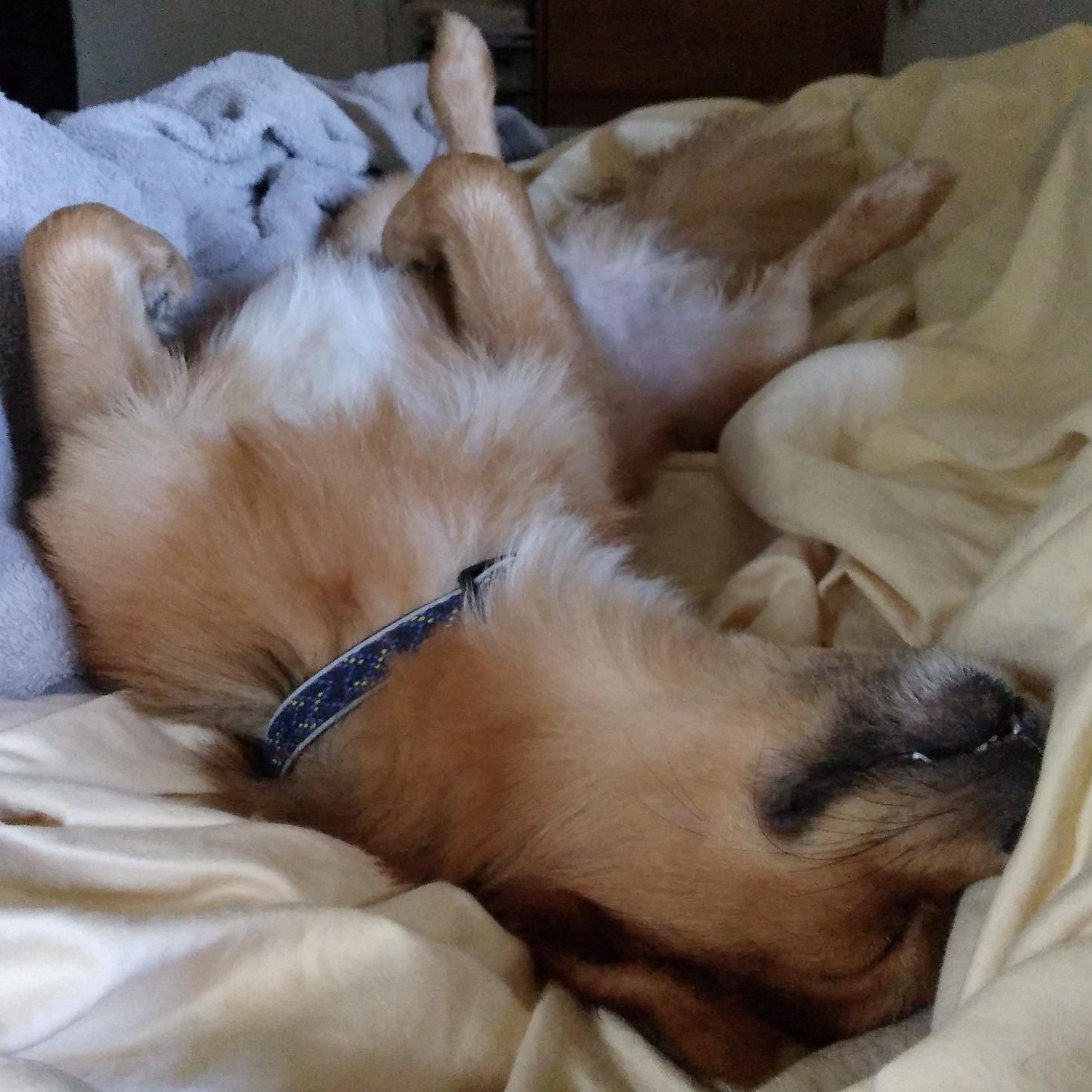 Zorro, a Adopted mixed breed in Pembroke Pines, FL image 6/6