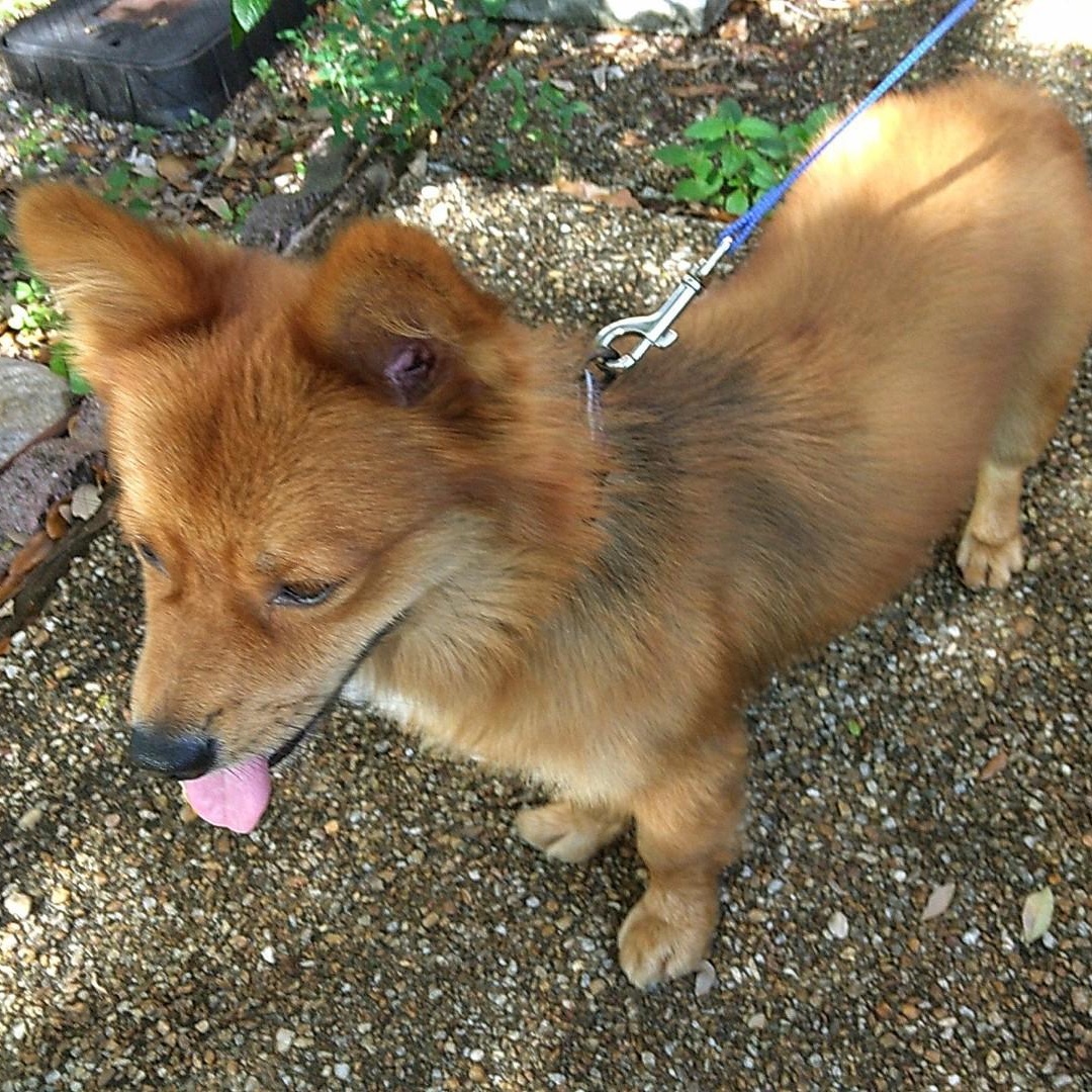 Zorro, a Adopted mixed breed in Pembroke Pines, FL image 4/6