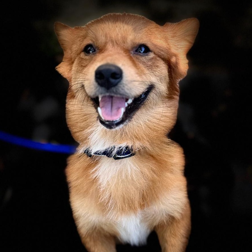 Zorro, a Adopted mixed breed in Pembroke Pines, FL image 1/6