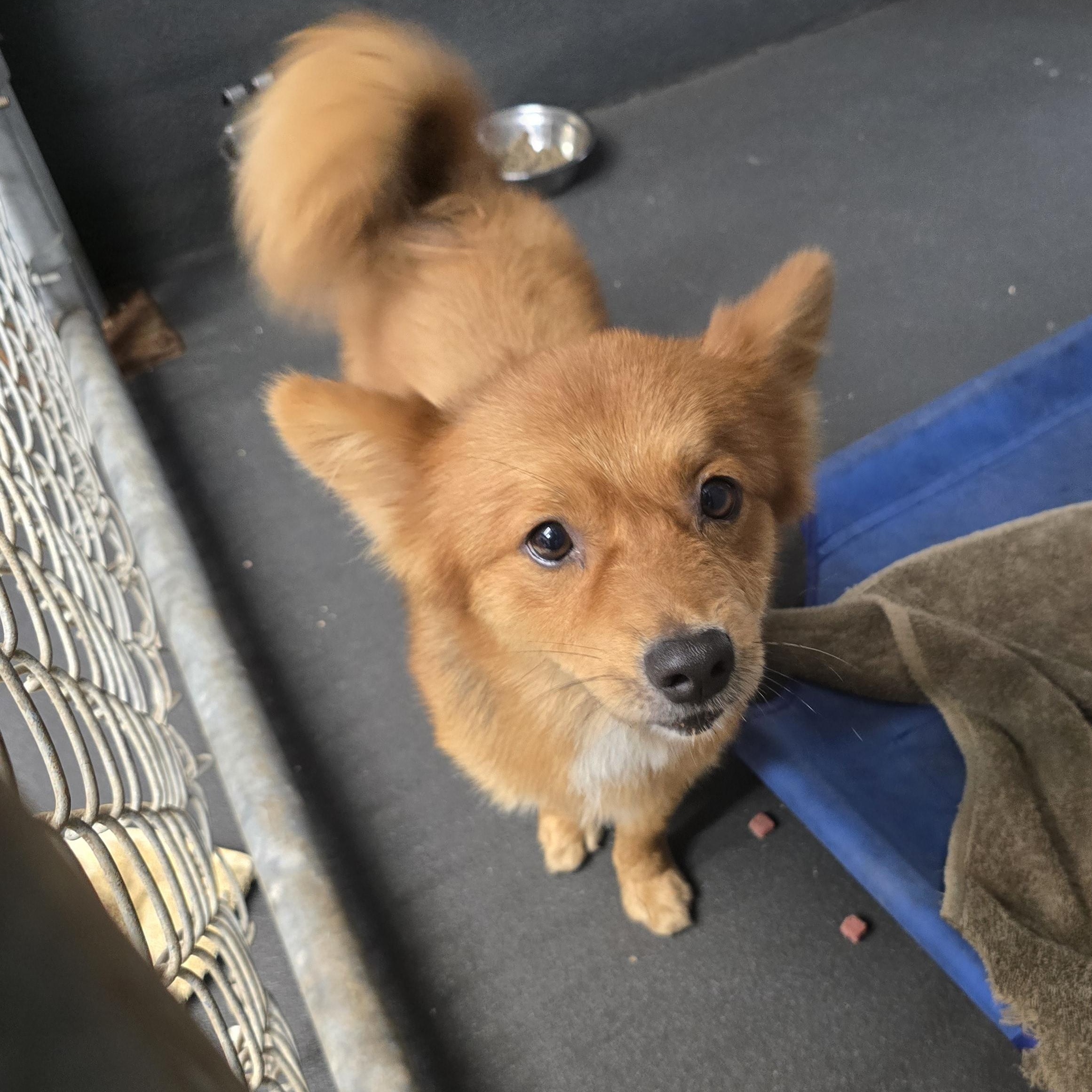 Zorro, a Adopted mixed breed in Pembroke Pines, FL image 5/6