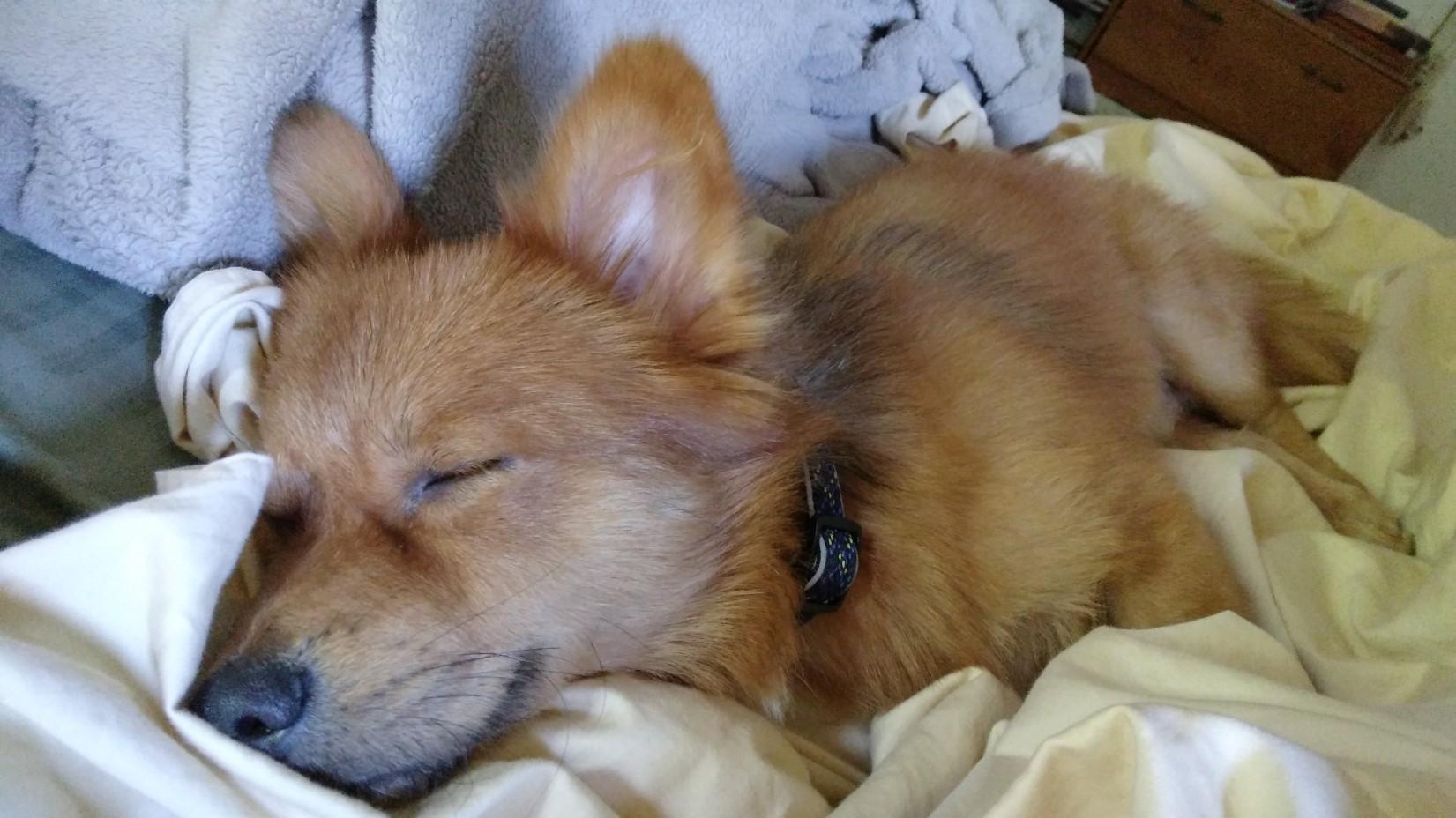 Zorro, a Adopted mixed breed in Pembroke Pines, FL image 3/6