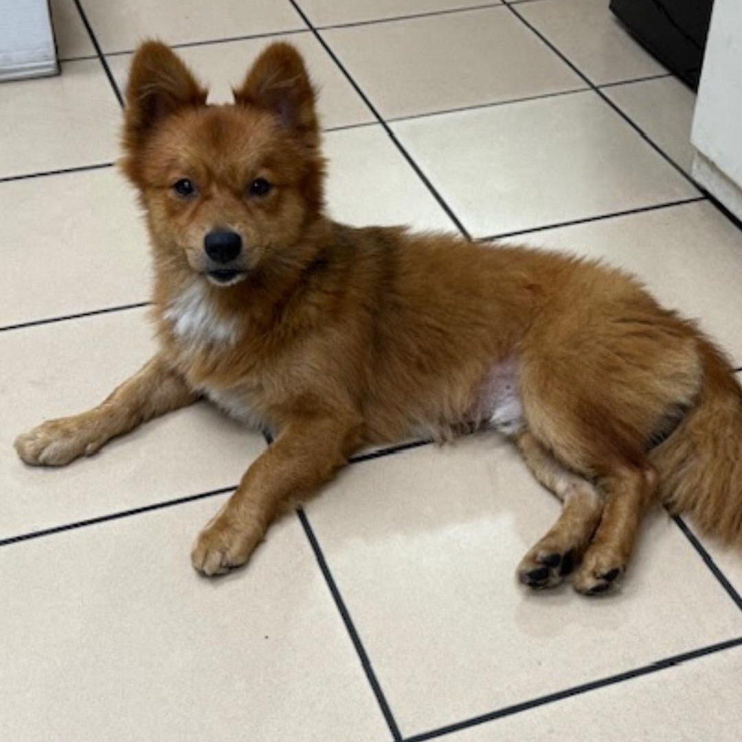 Zorro, a Adopted mixed breed in Pembroke Pines, FL image 2/6