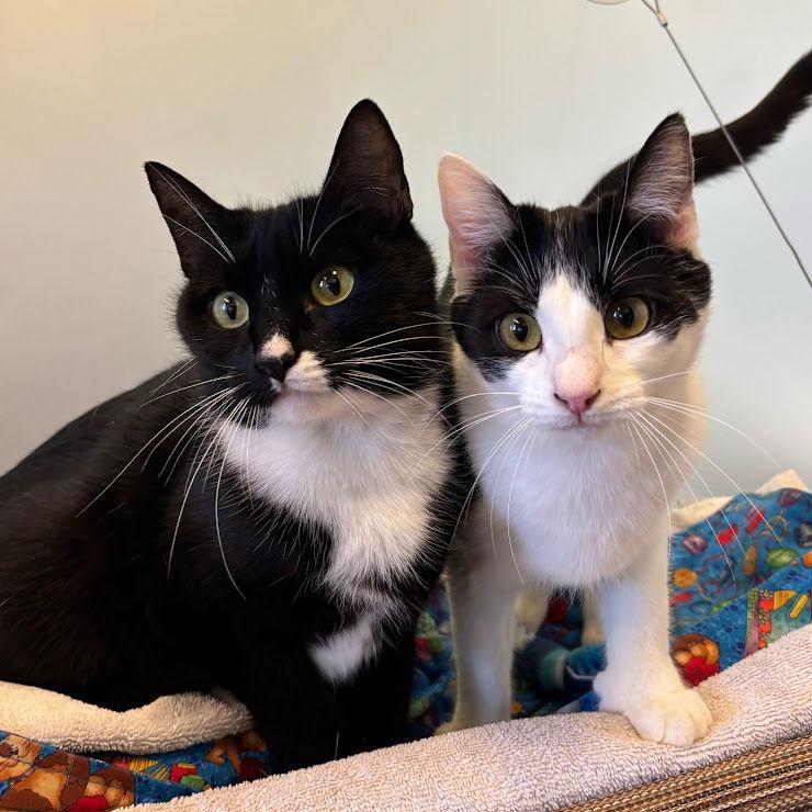 Nova & Selene, a Adoptable Domestic Short Hair in Burlingame, CA image 1/3