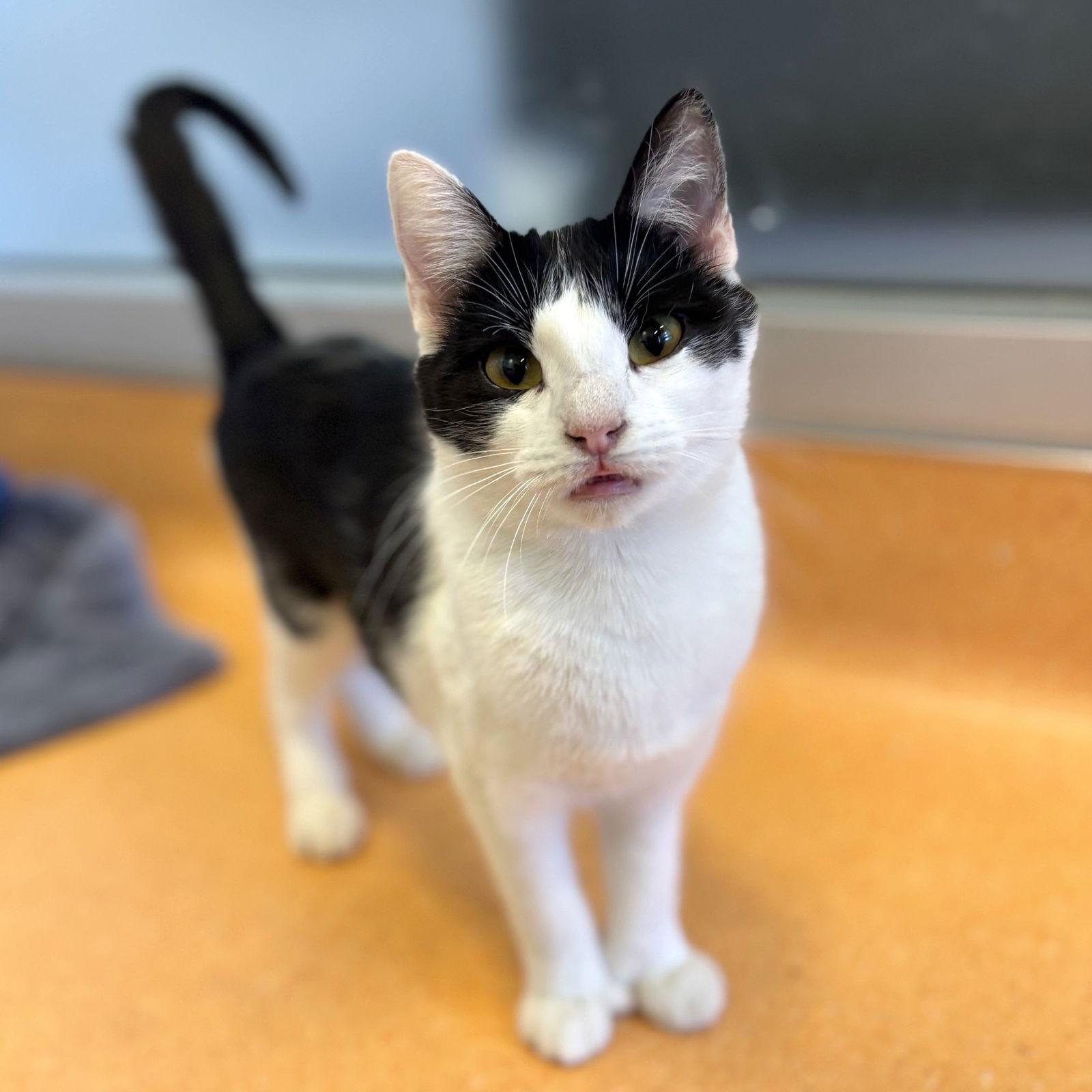 Nova & Selene, a Adoptable Domestic Short Hair in Burlingame, CA image 2/3