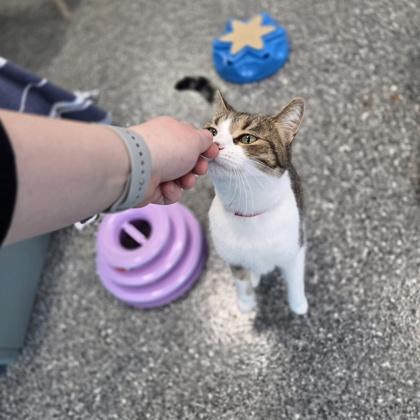 Mollie, Adoptable, Adult Female Domestic Short Hair & Domestic Short Hair.