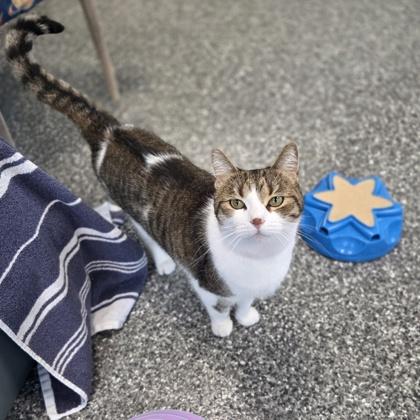 Enlarge Mollie, a Adoptable mixed breed in Westland, MI image 2/3