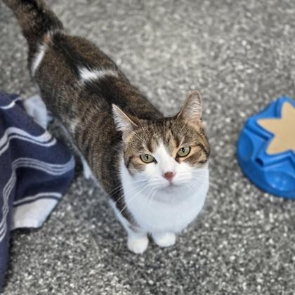 Enlarge Mollie, a Adoptable mixed breed in Westland, MI image 3/3