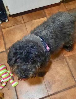 Eevee, Adopted, Adult Female Schnauzer & Poodle.