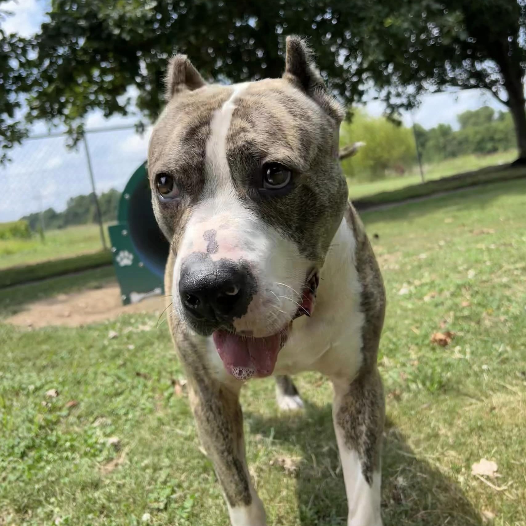 Solis — thumbnail 2