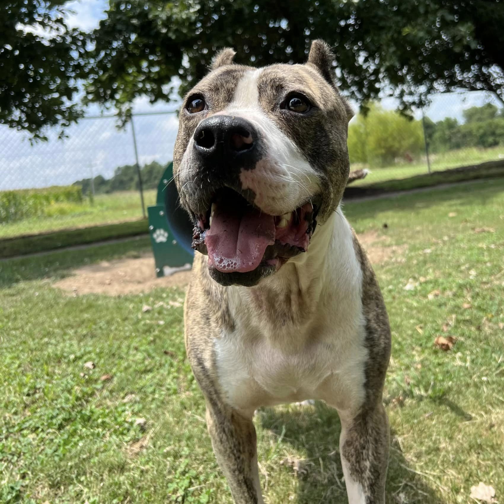 Solis — thumbnail 3