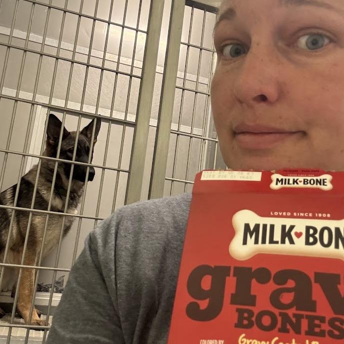 Enlarge Bear, a Adoptable German Shepherd Dog in Elizabeth City, NC image 1/2