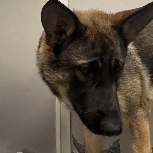 Enlarge Bear, a Adoptable German Shepherd Dog in Elizabeth City, NC image 2/2