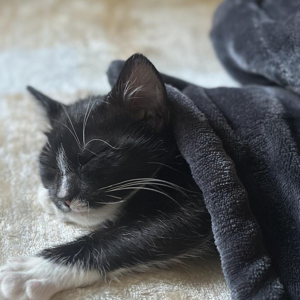 Dashi, Adoptable, Kitten Female Domestic Short Hair.